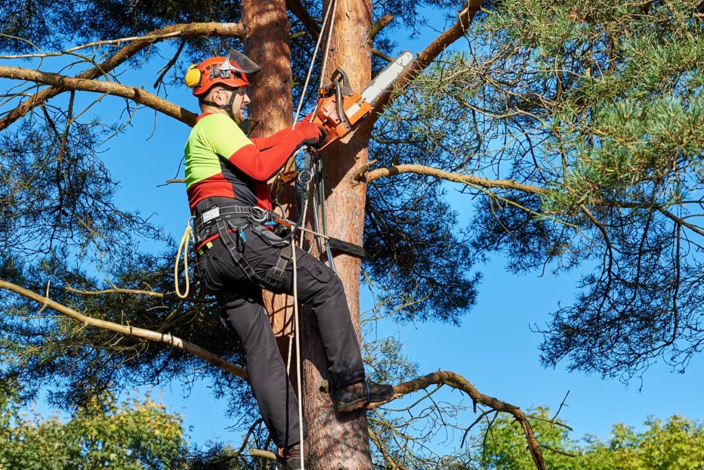 arborist equipment