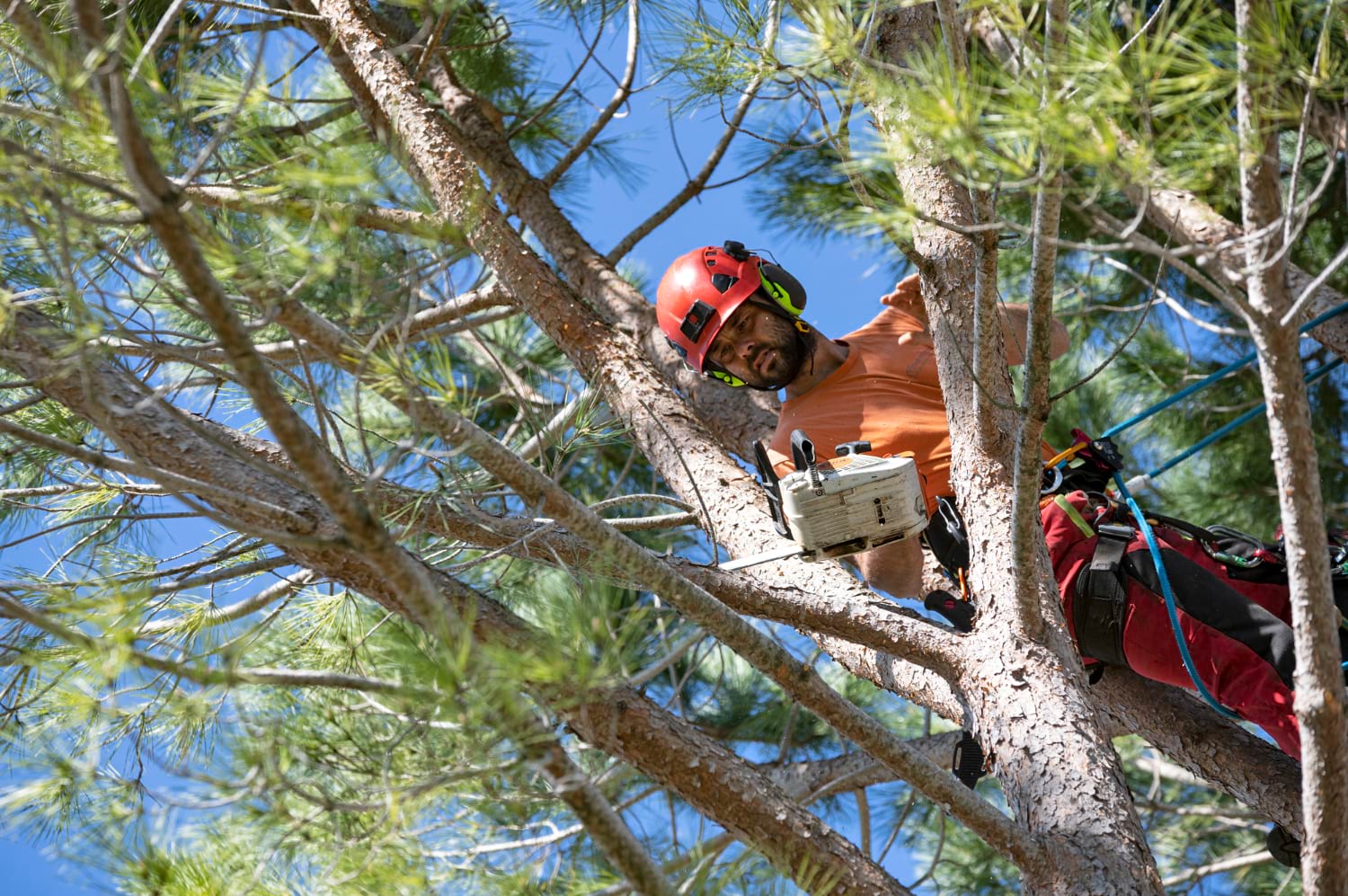 arborist equipment